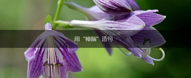 用“樟脑”造句,第1张 用“樟脑”造句,第1张