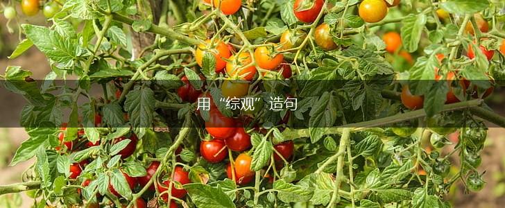 用“综观”造句,第1张 用“综观”造句,第1张