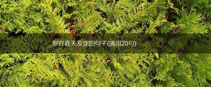 形容春天发芽的句子(通用20句),第1张