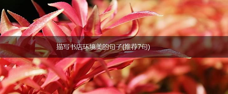 描写书店环境美的句子(推荐7句),第1张