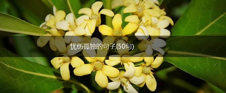 忧伤孤独的句子(50句),第1张