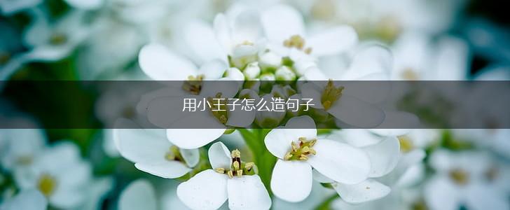 用小王子怎么造句子,第1张 用小王子怎么造句子,第1张