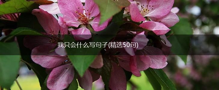 我只会什么写句子(精选50句),第1张