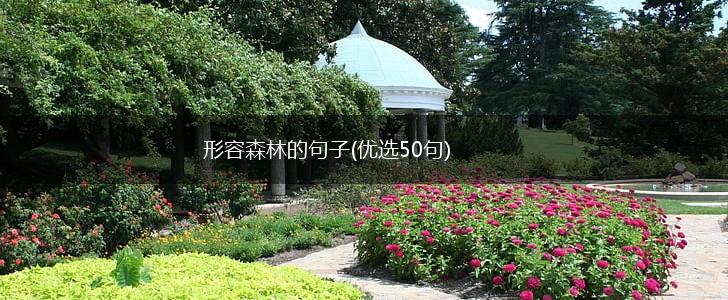 形容森林的句子(优选50句),第1张