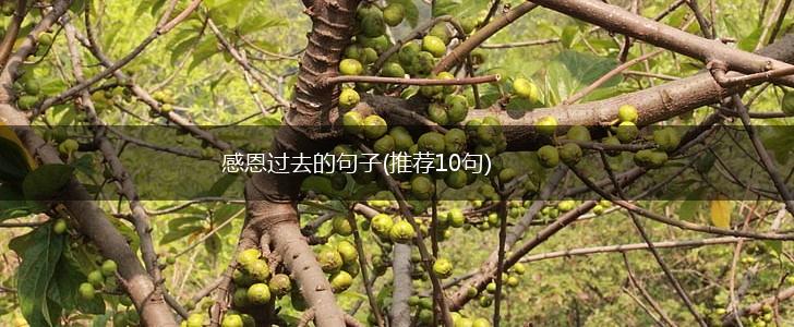 感恩过去的句子(推荐10句),第1张