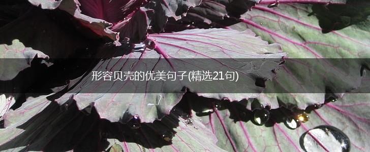 形容贝壳的优美句子(精选21句),第1张
