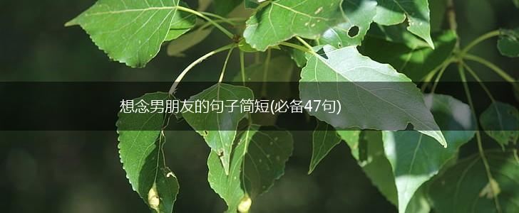想念男朋友的句子简短(必备47句),第1张