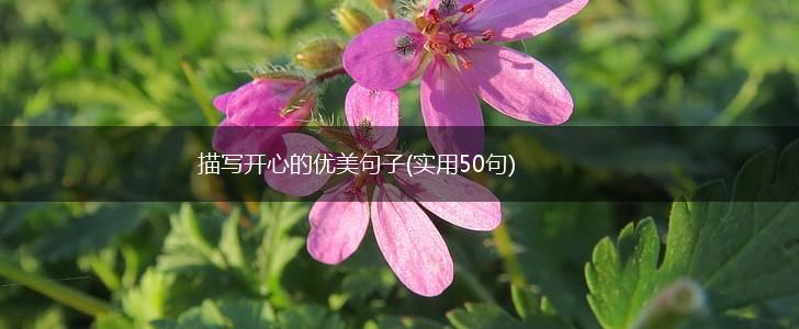 描写开心的优美句子(实用50句),第1张