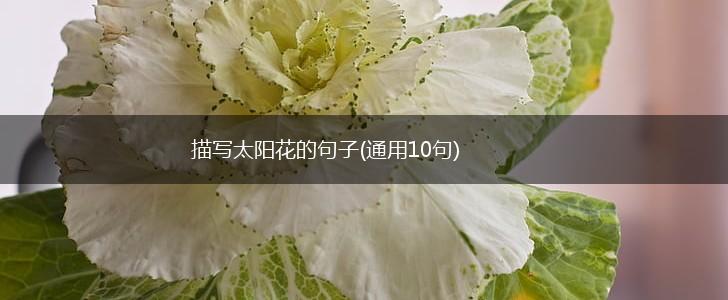 描写太阳花的句子(通用10句),第1张