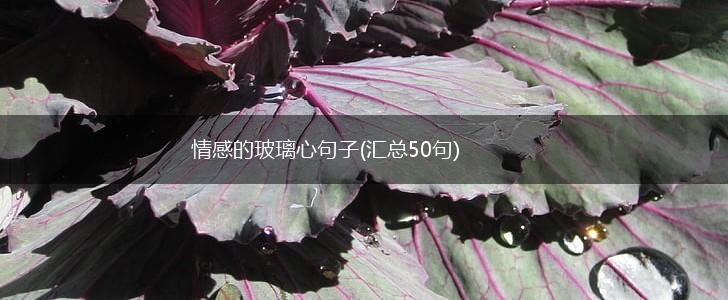 情感的玻璃心句子(汇总50句),第1张