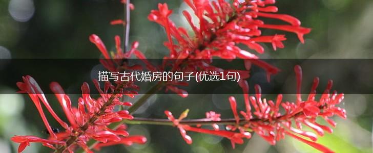 描写古代婚房的句子(优选1句),第1张