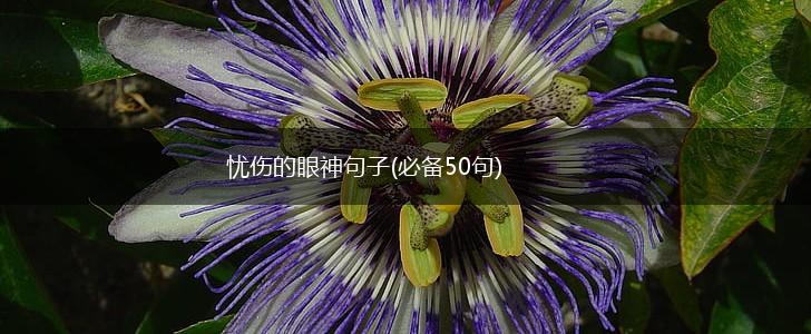 忧伤的眼神句子(必备50句),第1张