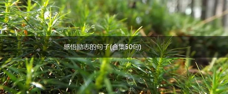 感悟励志的句子(合集50句),第1张