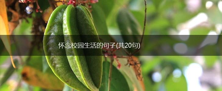 怀念校园生活的句子(共20句),第1张