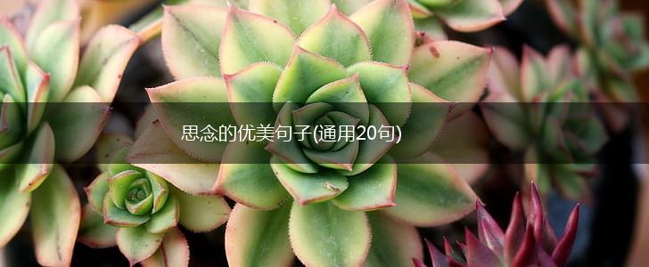 思念的优美句子(通用20句),第1张