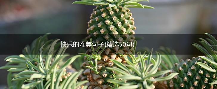 快乐的唯美句子(精选50句),第1张