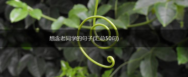 想念老同学的句子(汇总50句),第1张