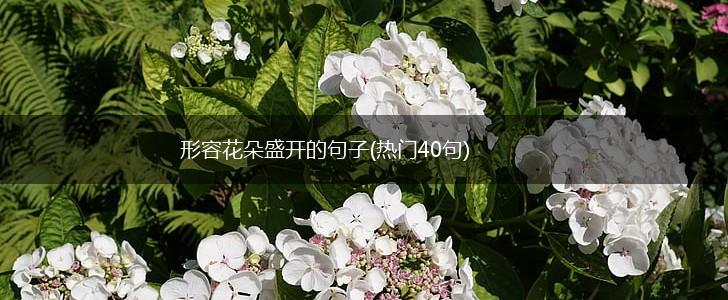 形容花朵盛开的句子(热门40句),第1张