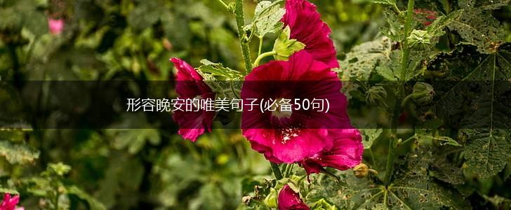 形容晚安的唯美句子(必备50句),第1张