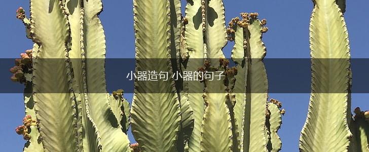 小器造句 小器的句子,第1张 小器造句 小器的句子,第1张