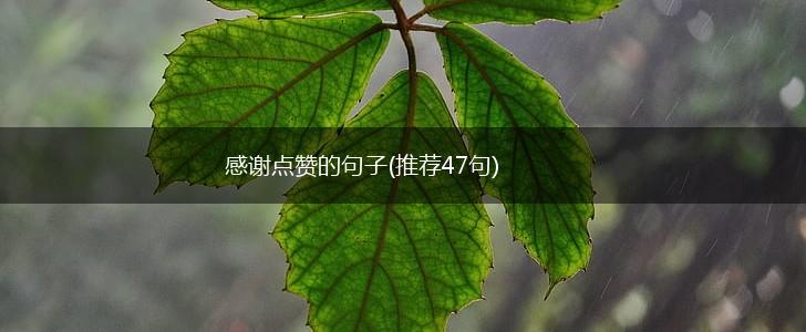 感谢点赞的句子(推荐47句),第1张