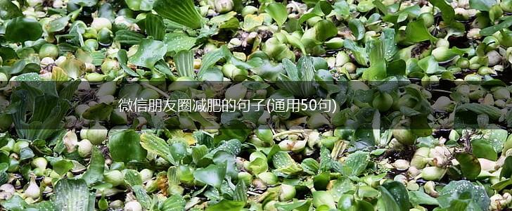 微信朋友圈减肥的句子(通用50句),第1张