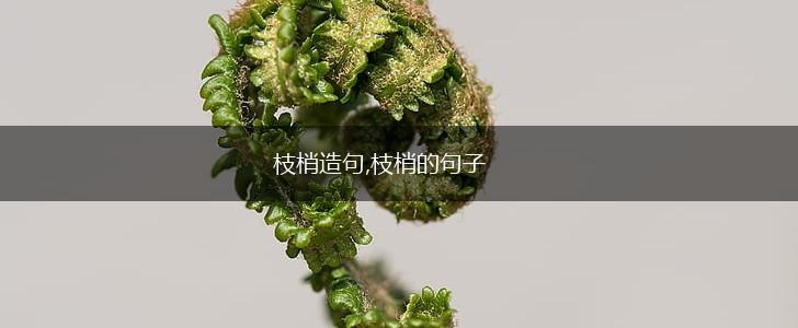 枝梢造句,枝梢的句子,第1张