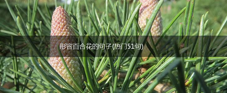 形容百合花的句子(热门51句),第1张