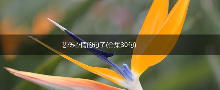 悲伤心情的句子(合集30句),第1张