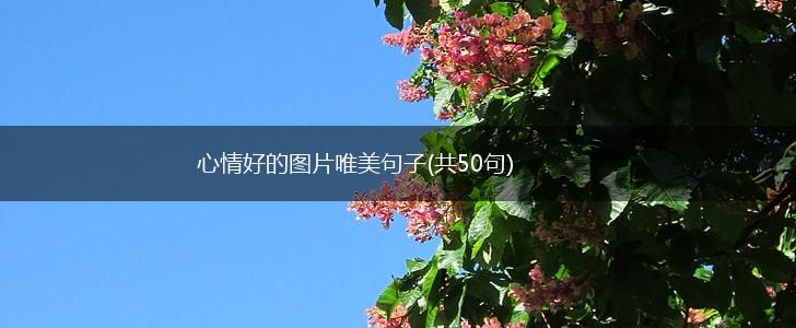 心情好的图片唯美句子(共50句),第1张