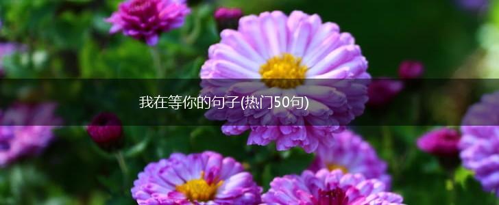 我在等你的句子(热门50句),第1张