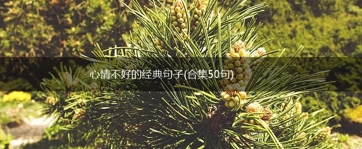 心情不好的经典句子(合集50句),第1张