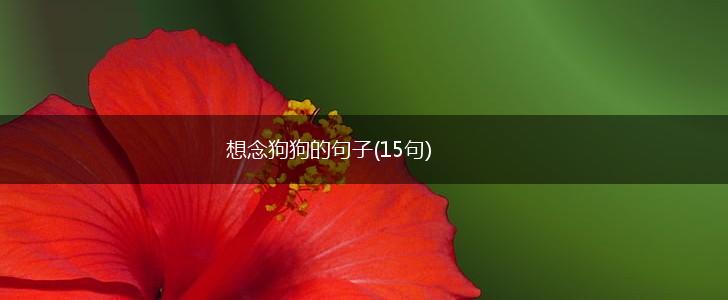 想念狗狗的句子(15句),第1张