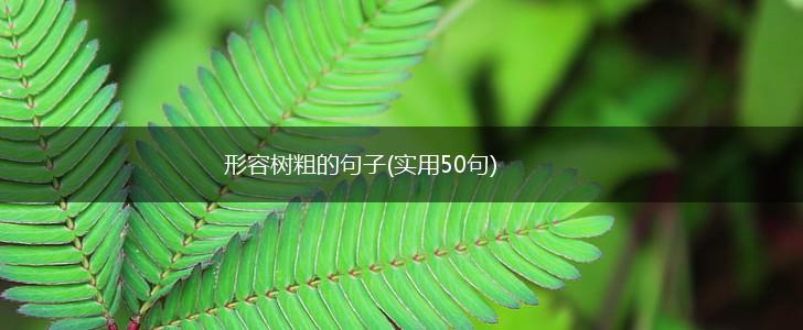 形容树粗的句子(实用50句),第1张