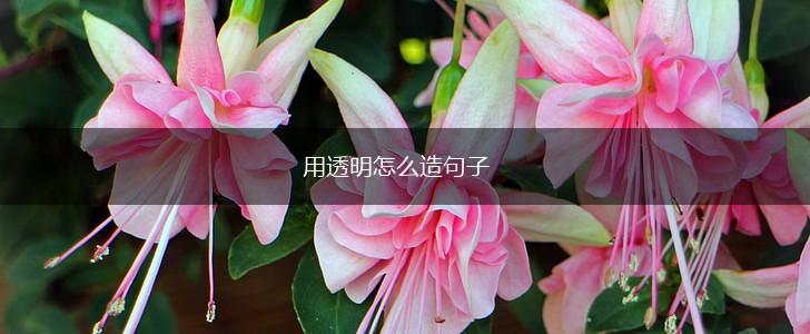 用透明怎么造句子,第1张 用透明怎么造句子,第1张