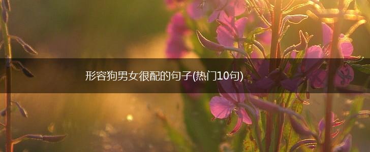 形容狗男女很配的句子(热门10句),第1张