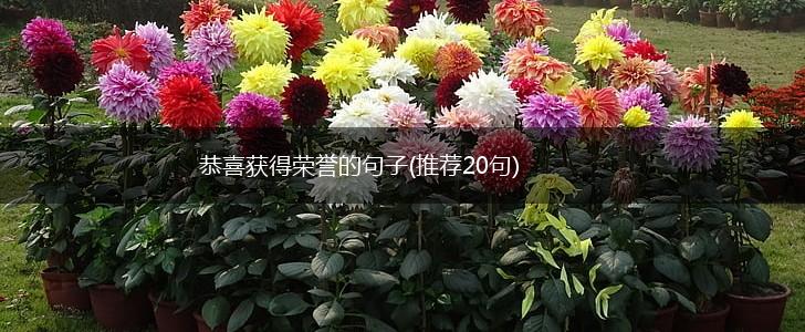 恭喜获得荣誉的句子(推荐20句),第1张