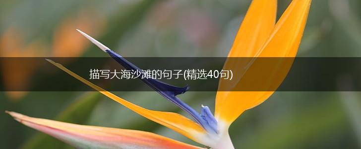 描写大海沙滩的句子(精选40句),第1张
