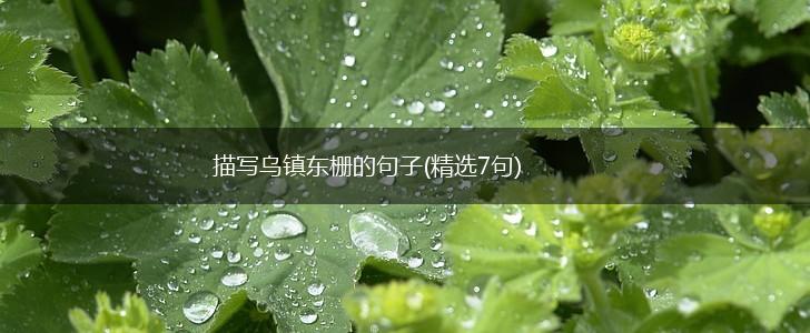 描写乌镇东栅的句子(精选7句),第1张