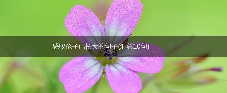 感叹孩子已长大的句子(汇总10句),第1张