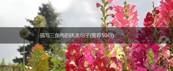 描写三角梅的优美句子(推荐50句),第1张