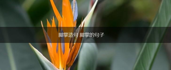 脚掌造句 脚掌的句子,第1张 脚掌造句 脚掌的句子,第1张