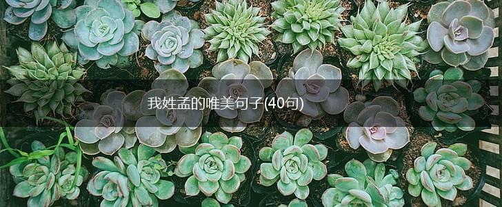 我姓孟的唯美句子(40句),第1张