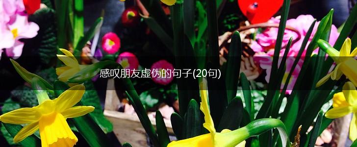 感叹朋友虚伪的句子(20句),第1张
