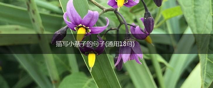 描写小燕子的句子(通用18句),第1张