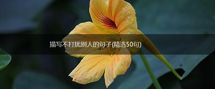 描写不打扰别人的句子(精选50句),第1张