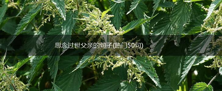 思念过世父亲的句子(热门50句),第1张
