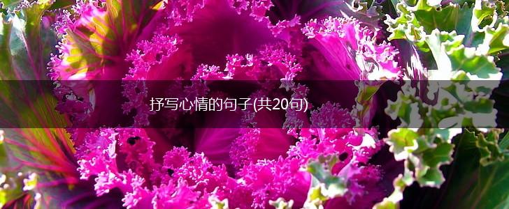 抒写心情的句子(共20句),第1张