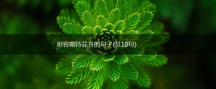 形容期待花开的句子(共10句),第1张