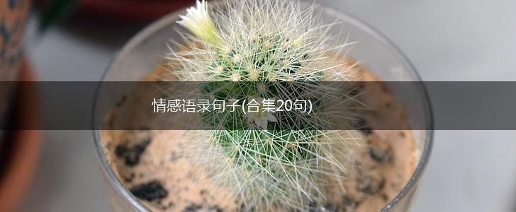情感语录句子(合集20句),第1张
